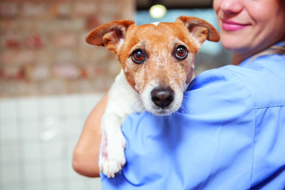 Clínica Veterinária 24h SOS Animal - Barretos - SP