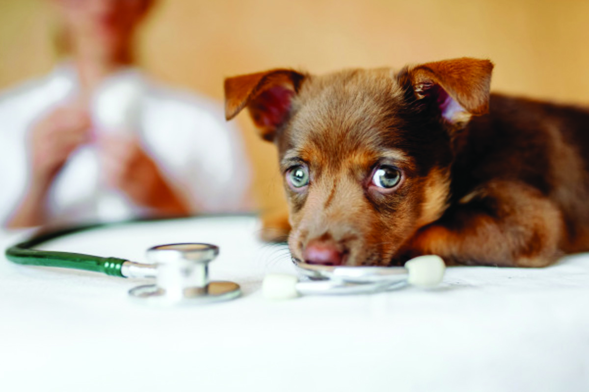 Bom Pra Cachorro Bauru - Clínica Veterinária 24h - SP