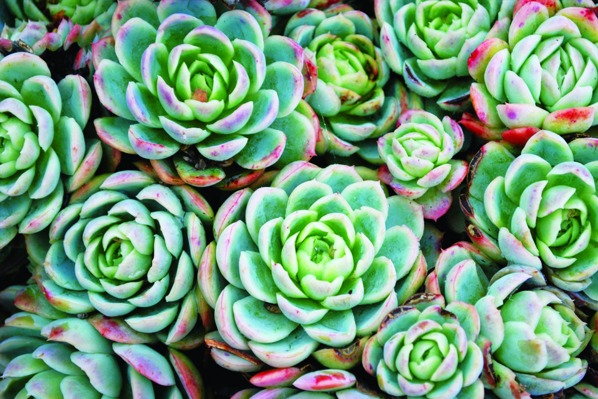 Feira do Verde de Embu das Artes - SP