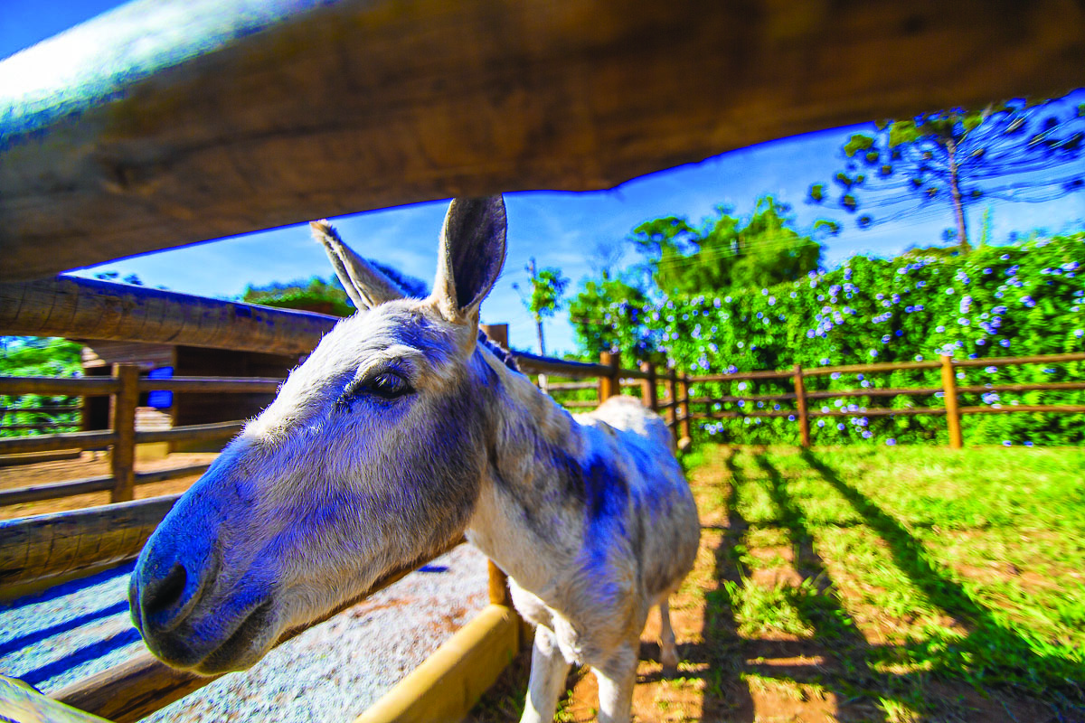 Mini Fazenda Pet Zoo - Cotia