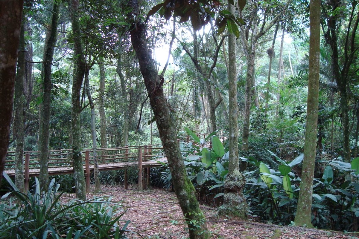 Trilha da Nascente do Riacho do Ipiranga em São Paulo