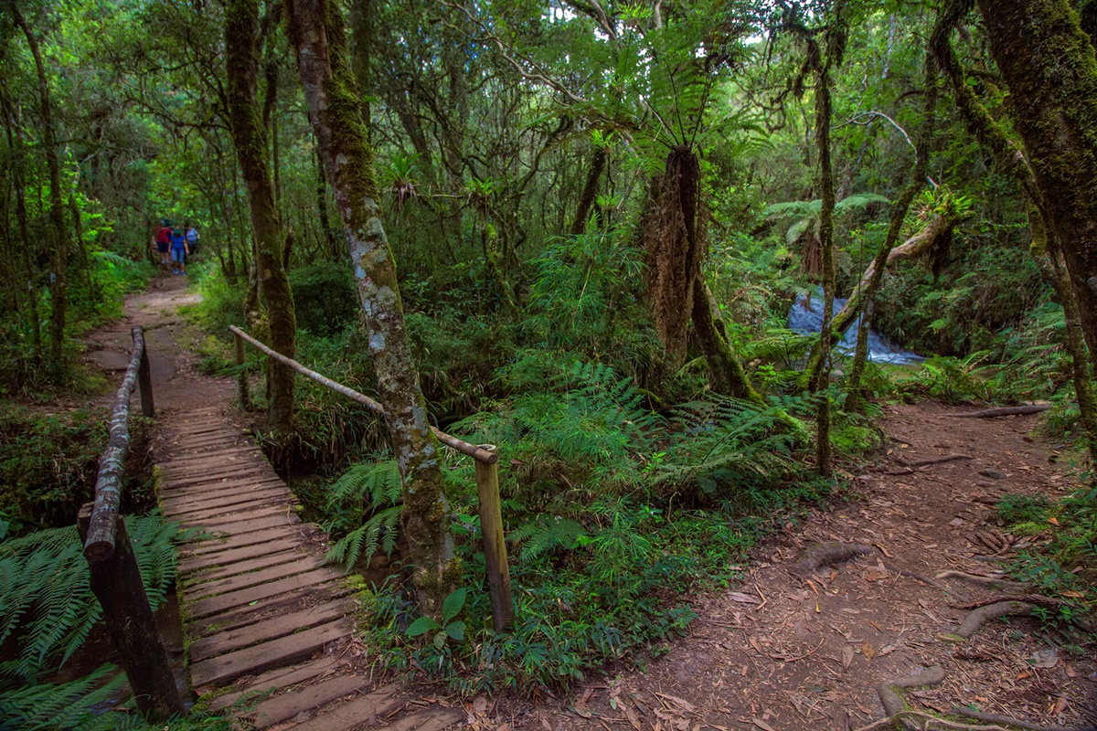 Trilha do Rio Sapucaí em Campos do Jordão - SP