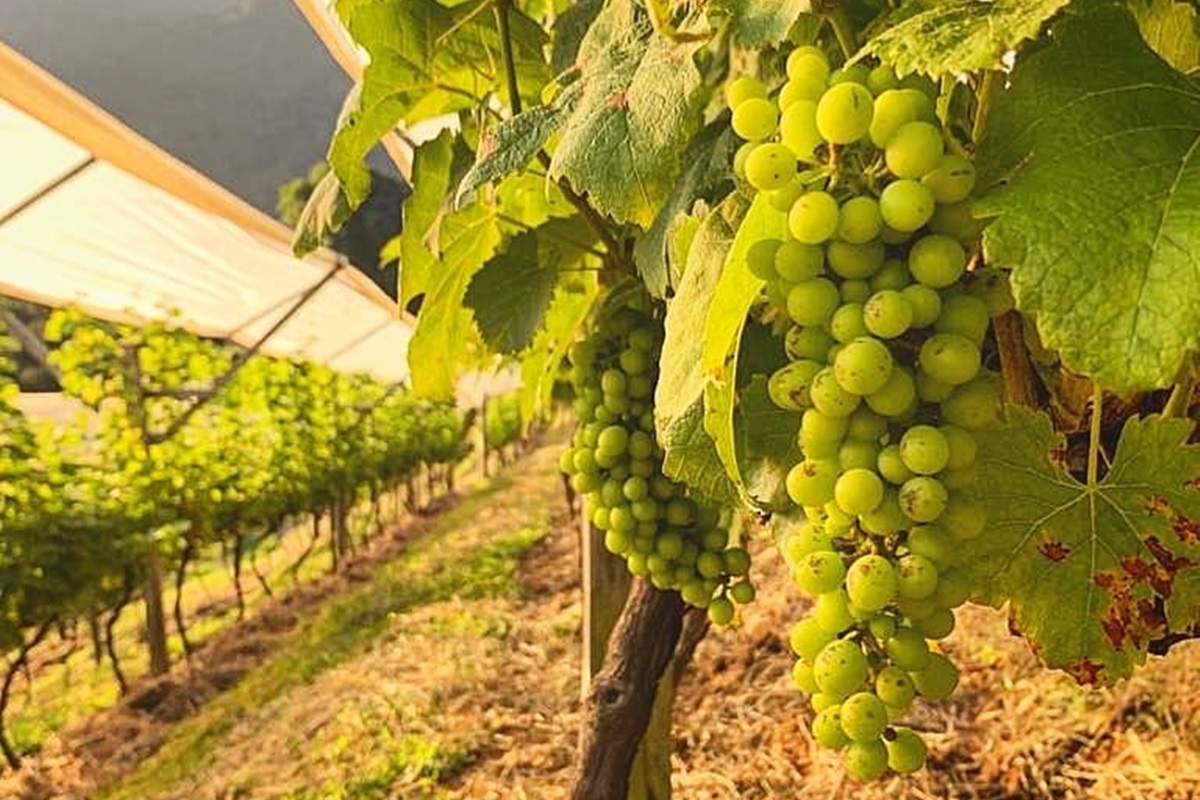 Vinícola e Fazenda Portal da Luz São Bento do Sapucaí