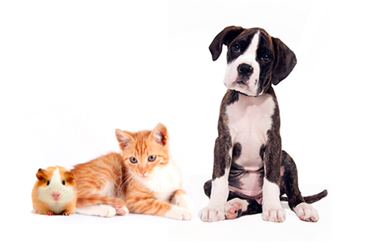 Clínicas Veterinárias em Guararema - SP
