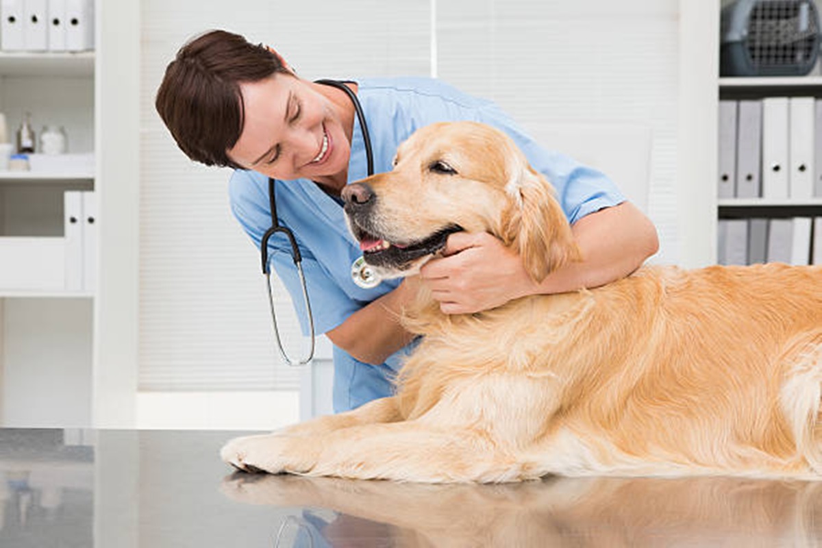 Clínicas Veterinárias em Agudos - SP
