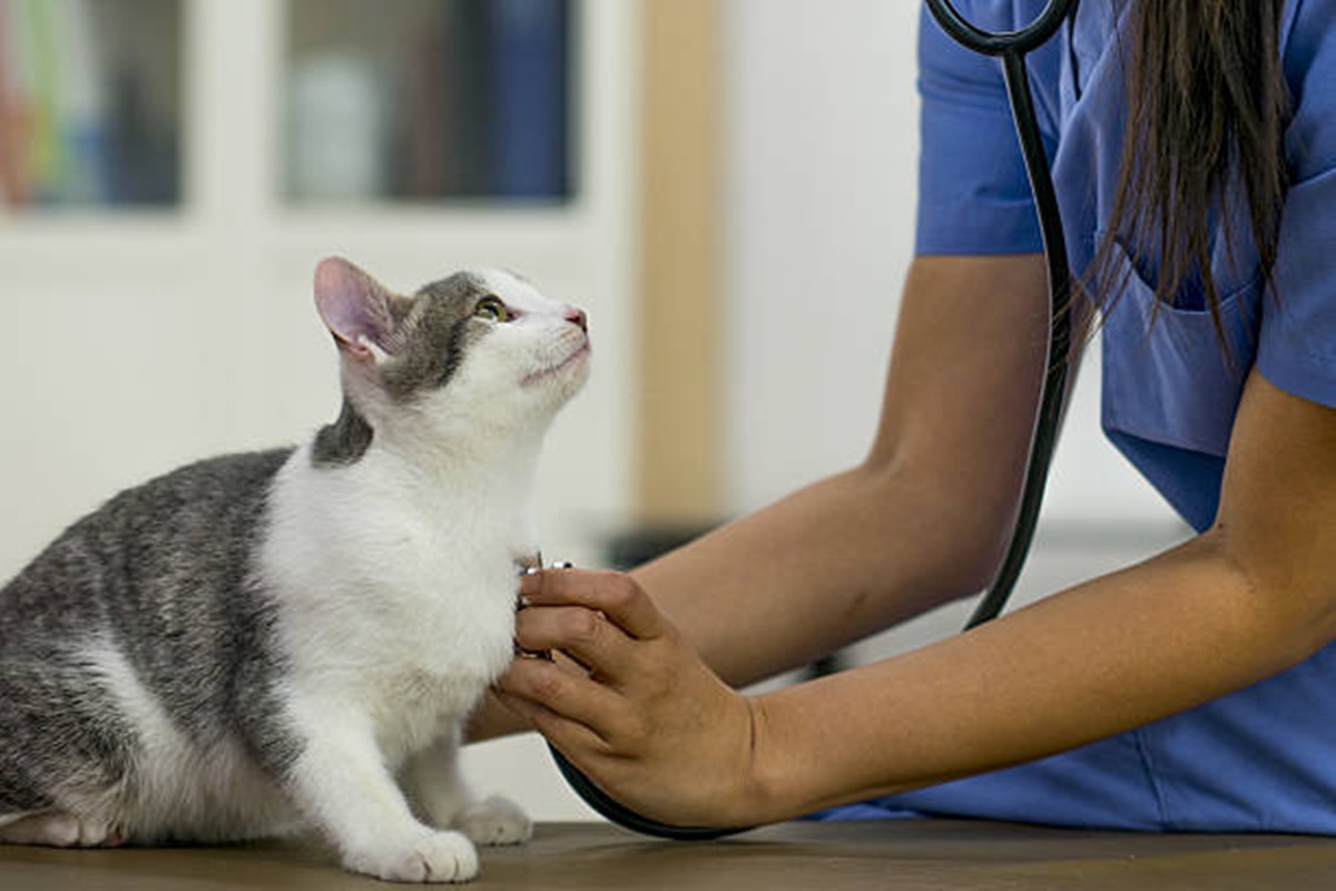 Clínicas Veterinárias em Alumínio - SP