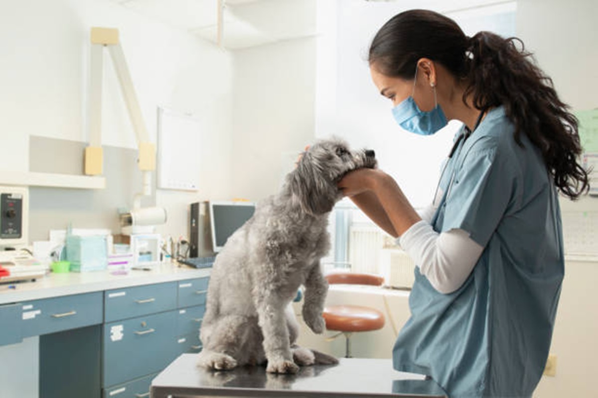 Clínicas Veterinárias em Alvares Machado - SP
