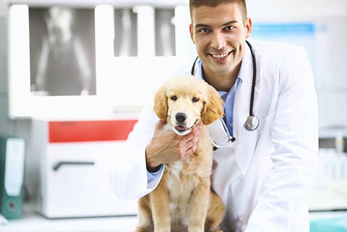 Veterinários em Álvaro de Carvalho - SP