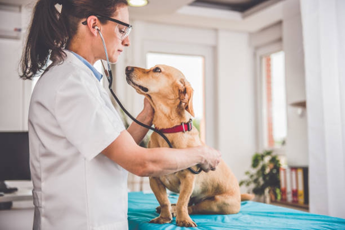 Clínicas Veterinárias em Américo Brasiliense - SP