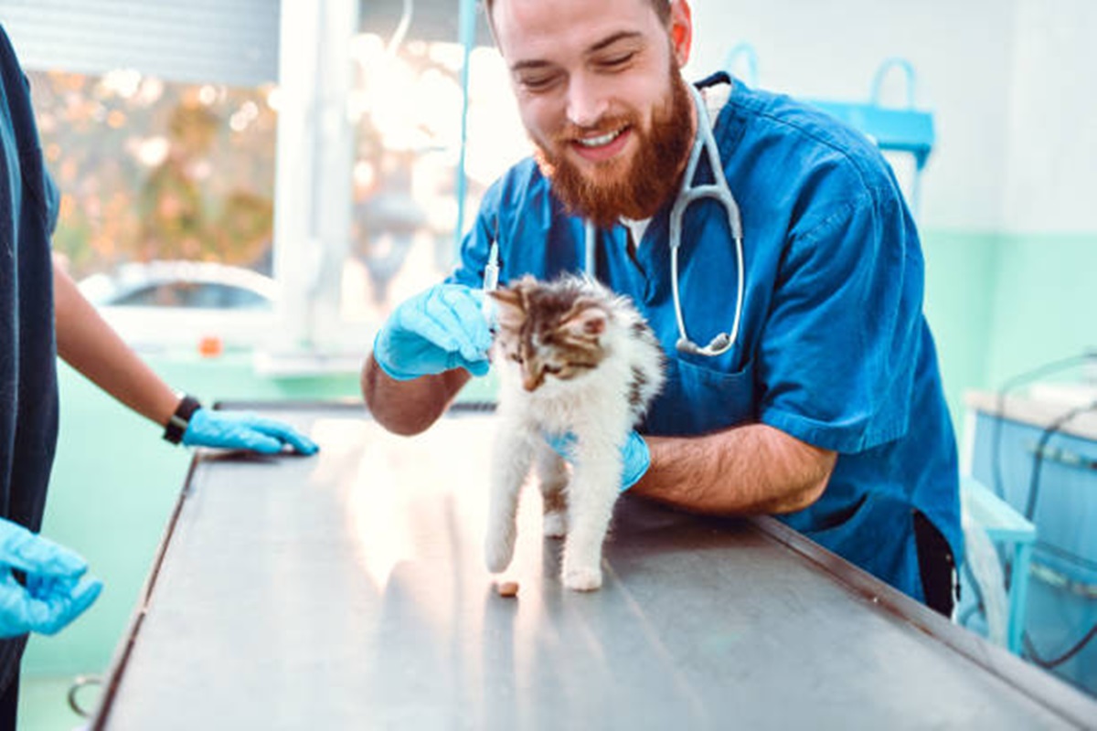 Clínicas Veterinárias em Angatuba - SP
