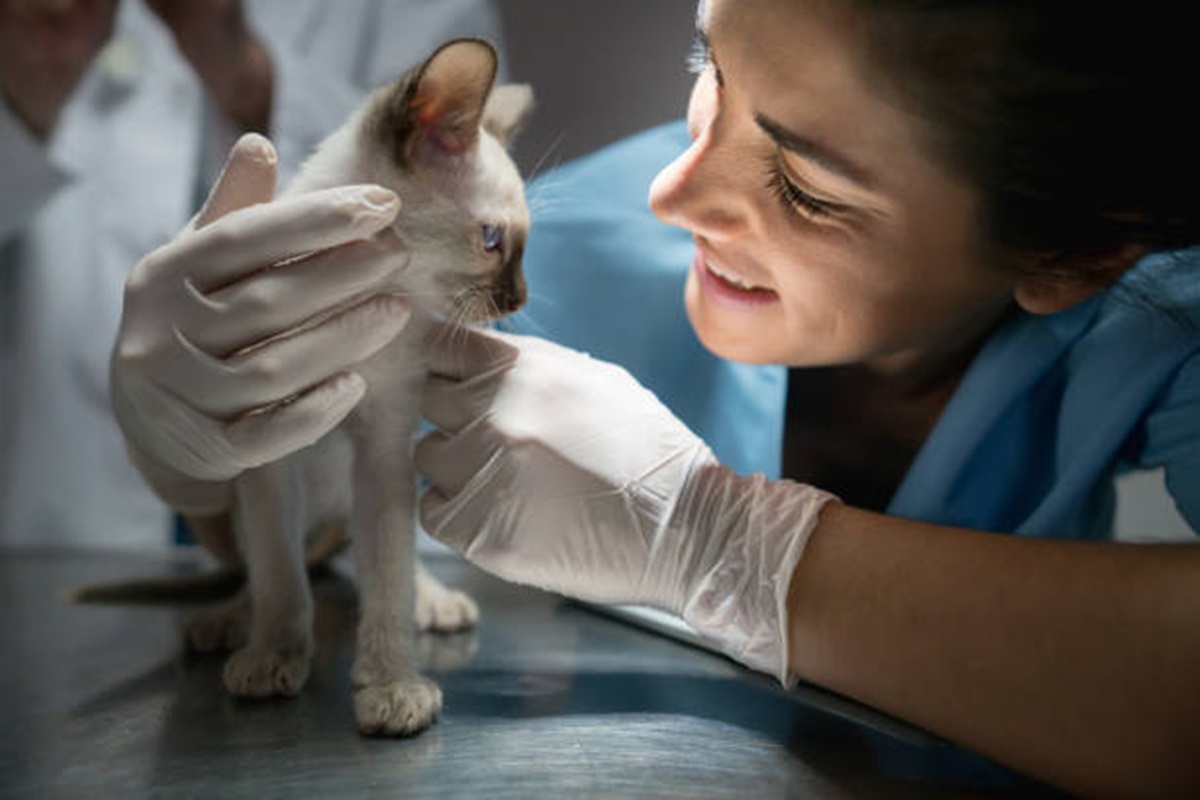 Clínicas Veterinárias em Aparecida D