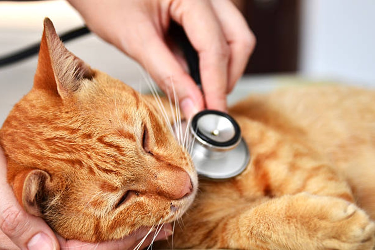 Clínicas Veterinárias em Ariranha - SP