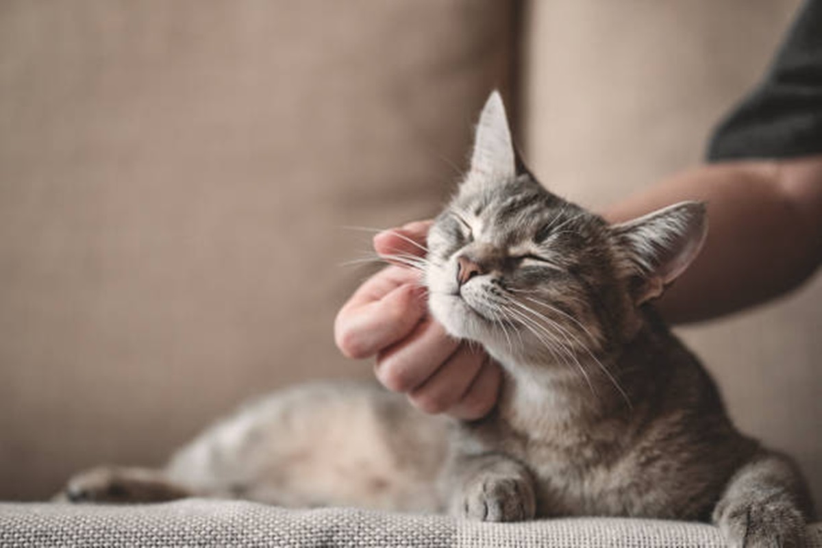 Clínicas Veterinárias em Arujá - SP