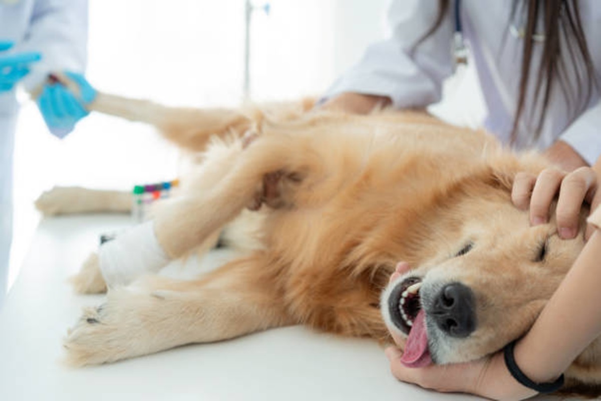 Clínicas Veterinárias em Assis - SP