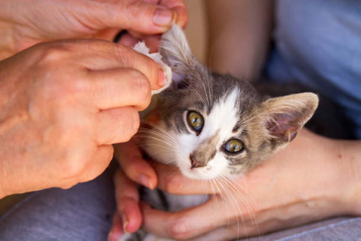 Clínicas Veterinárias em Avanhandava - SP