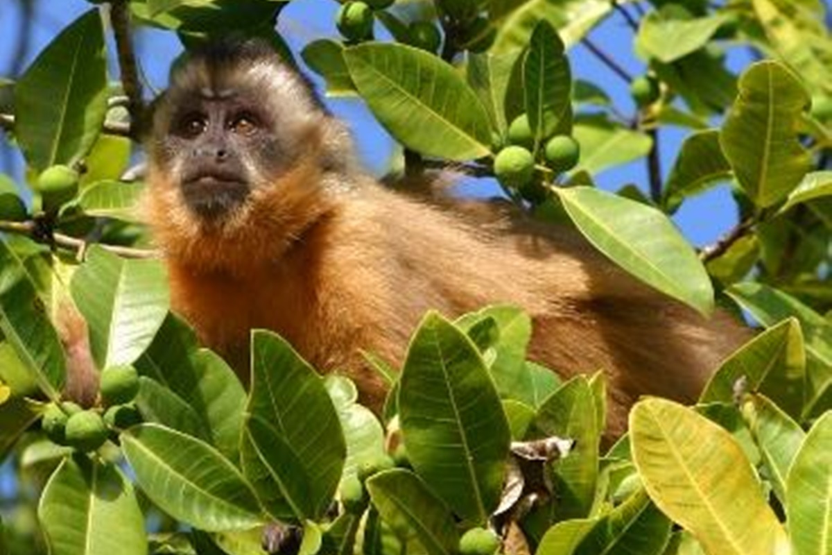 Mata dos Macacos Santa Fé do Sul