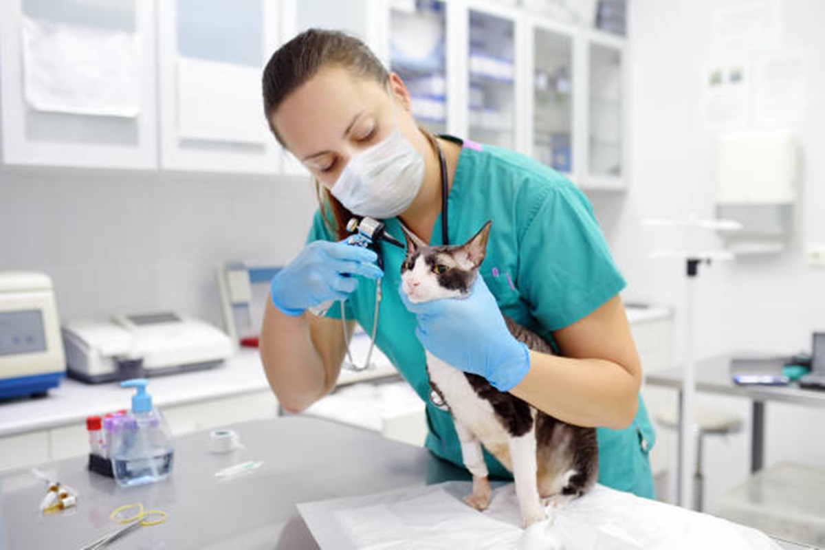 Clínicas Veterinárias em Santa Isabel - SP