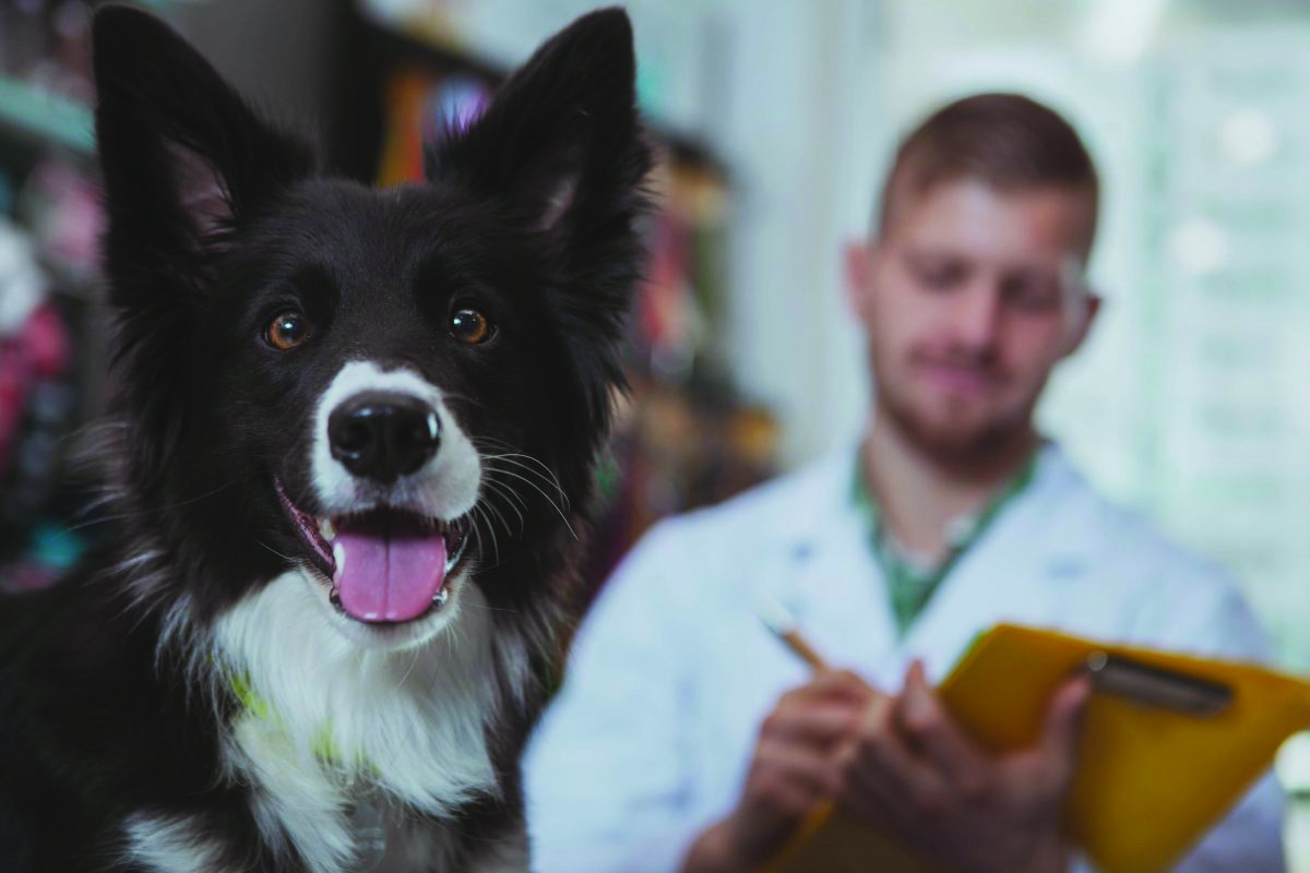Hospital Veterinário ProntoDog - São José dos Campos - SP