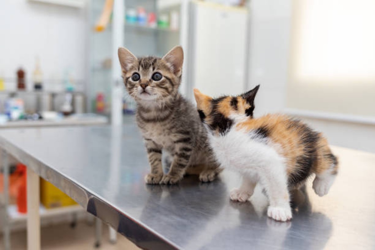 Clínicas Veterinárias em Brodowski - SP