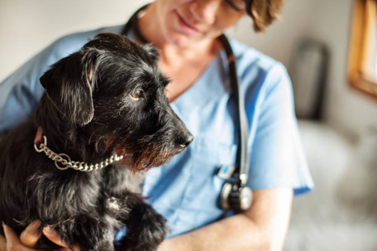 Clínicas Veterinárias em Caiabu - SP