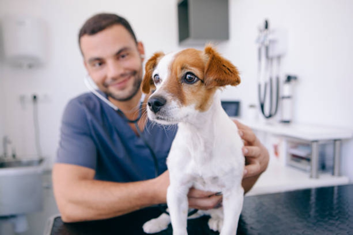 Clínicas Veterinárias em Cajobi - SP