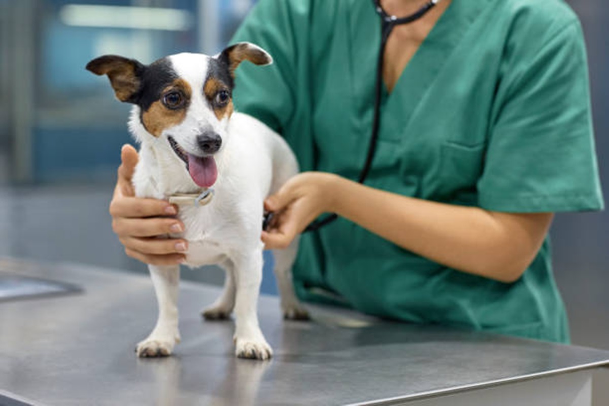 Clínicas Veterinárias em Cedral - SP