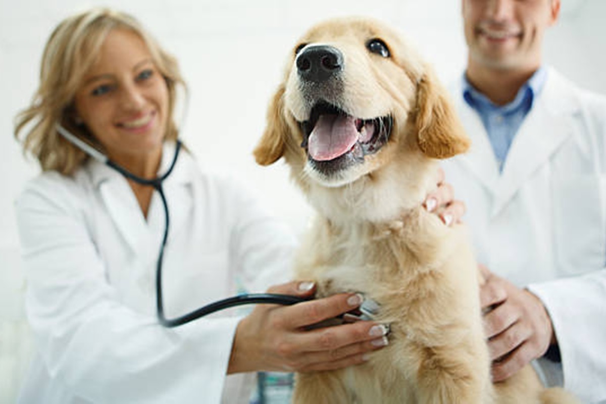 Clínicas Veterinárias em Cerqueira César - SP