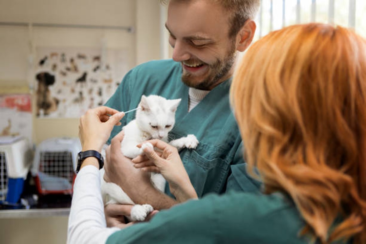 Clínicas Veterinárias em Chavantes - SP