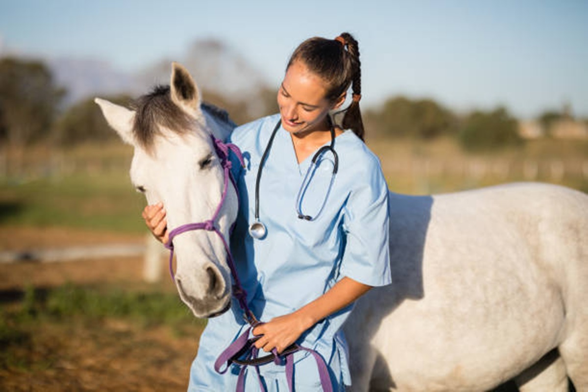 Clínicas Veterinárias em Clementina - SP
