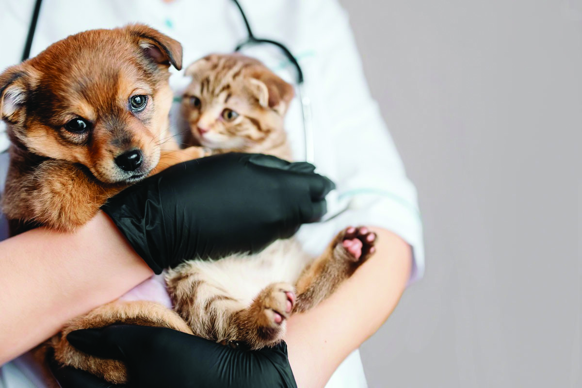 Clínica Veterinária Miados e Latidos - Araçatuba - SP
