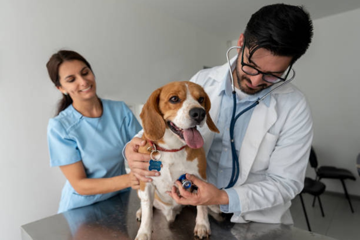 Clínicas Veterinárias em Garça - SP