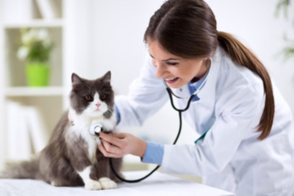 Clínicas Veterinárias em Garça - SP