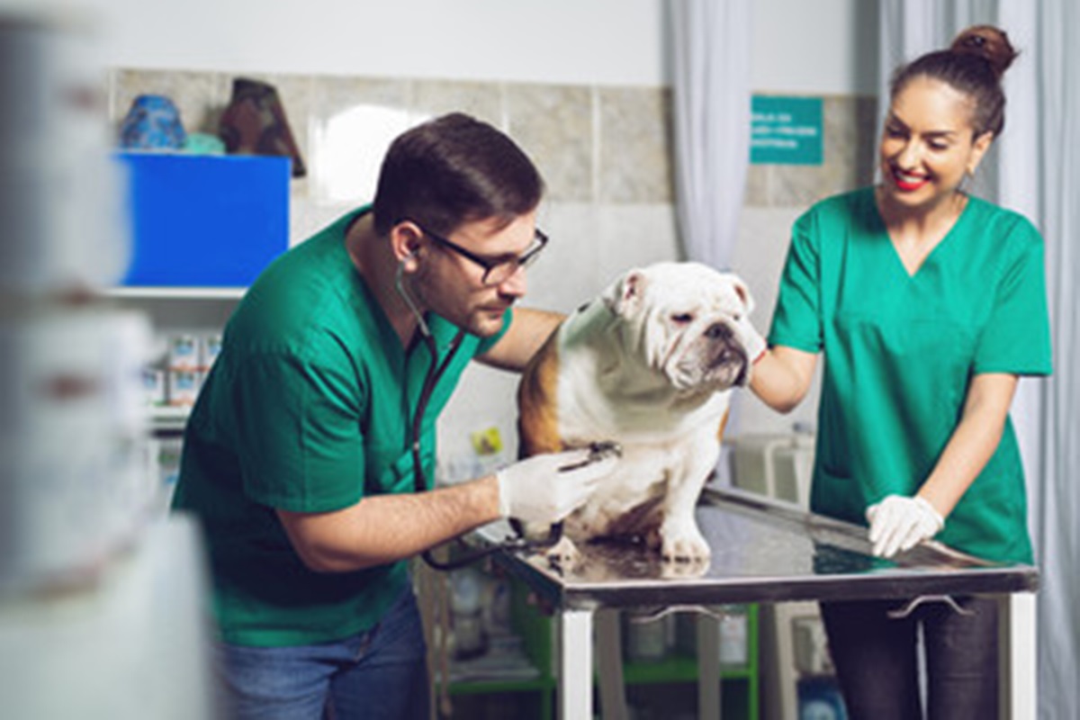 Clínicas Veterinárias em Herculândia - SP