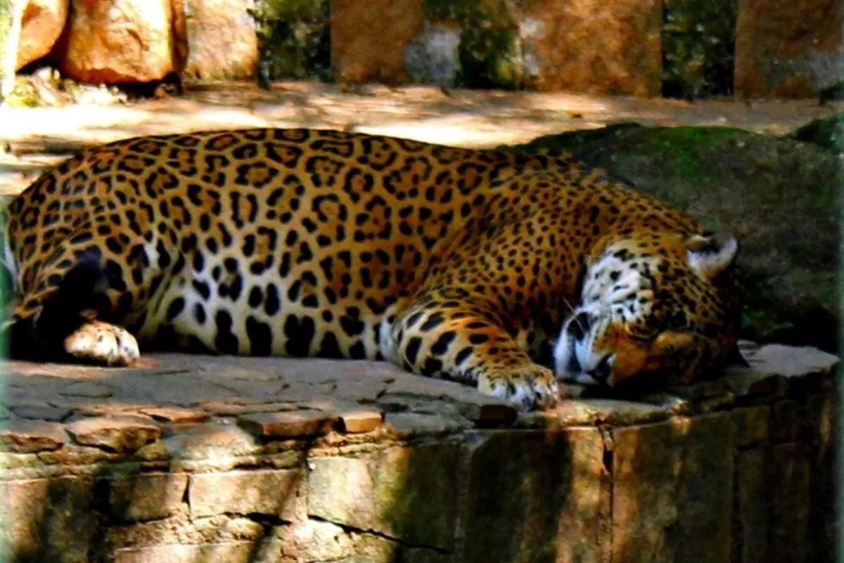 Parque Bosque dos Jequitibás Campinas - SP