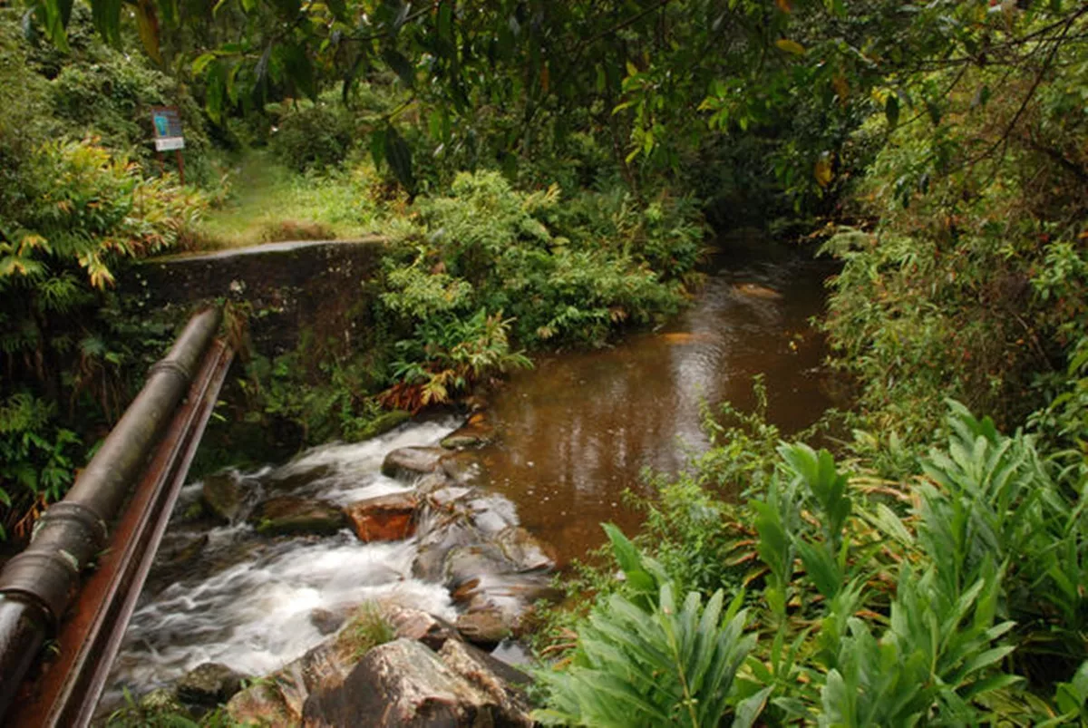 Parque Natural Municipal Nascentes de Paranapiacaba Santo André
