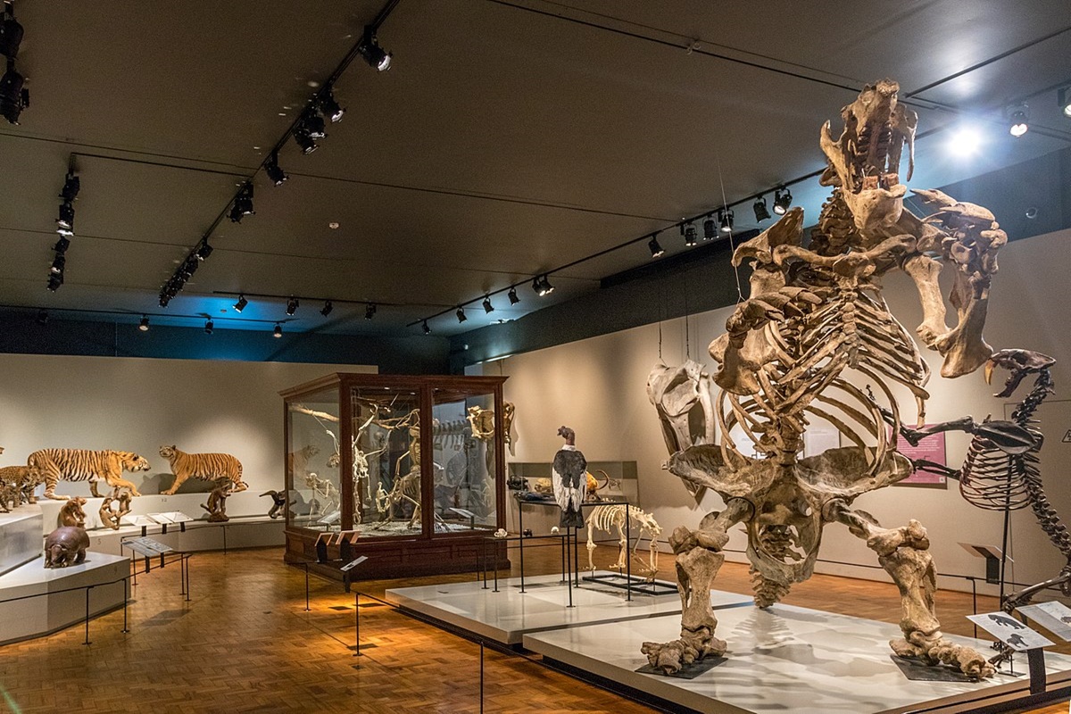 Museu de Anatomia Veterinária em São Paulo