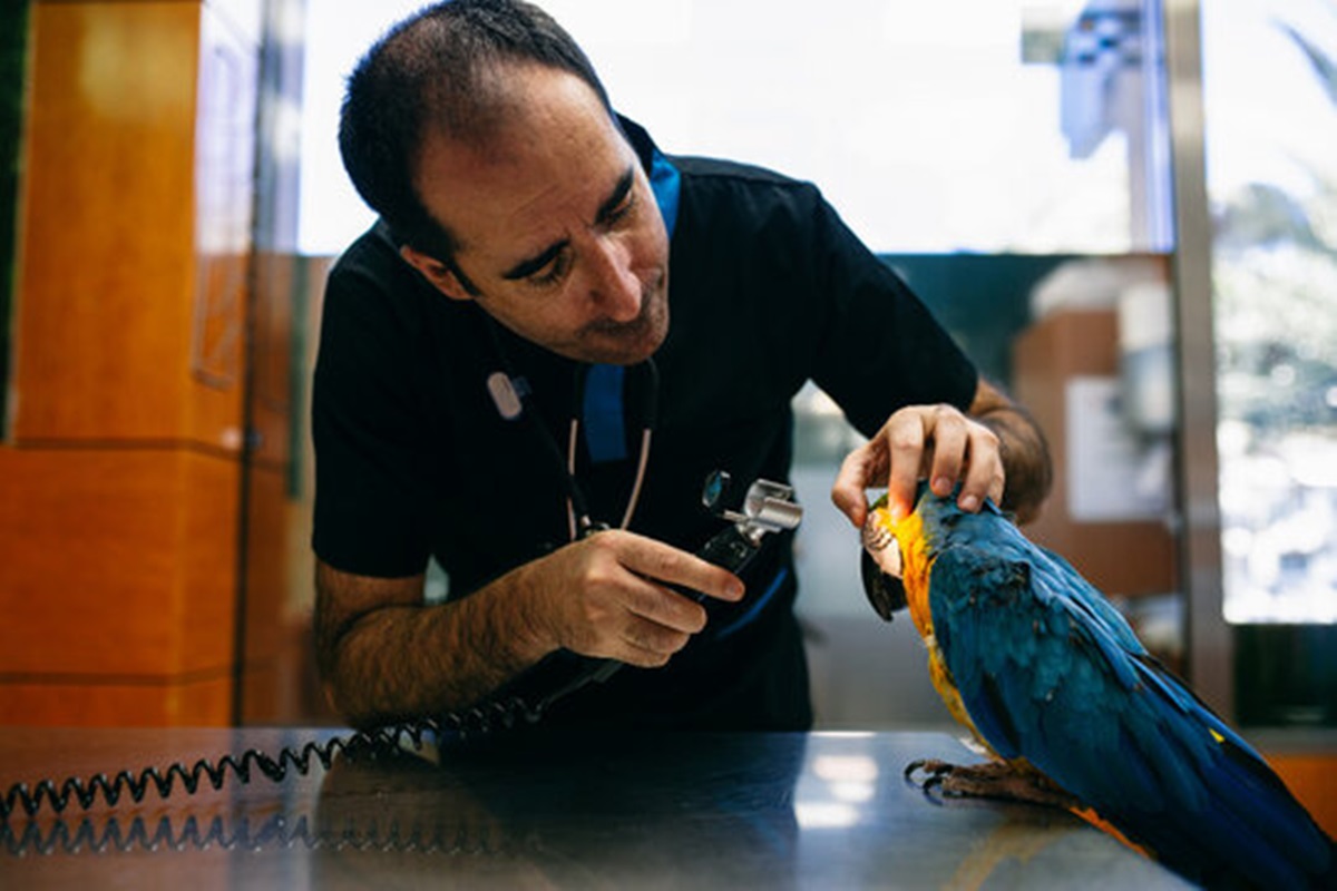 Hospitais Veterinários em Santo André  - SP