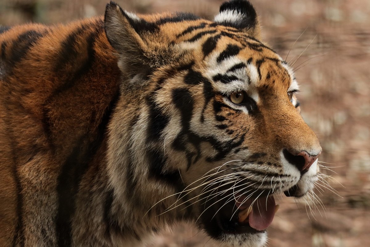 Zooparque Itatiba - SP